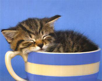 Oh, il est trop chou !!!
