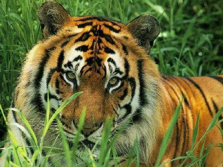 Je trouve que le tigre est trop beau !