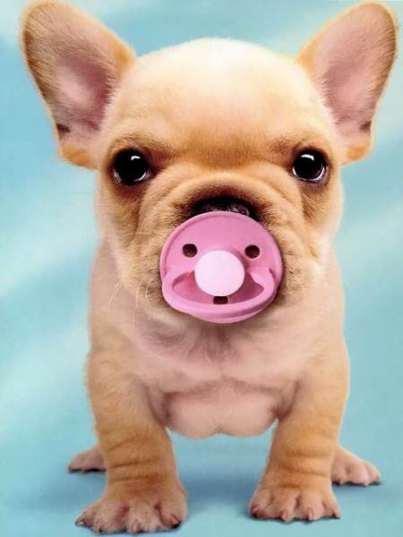 Quelle bouille il a lui !!!!