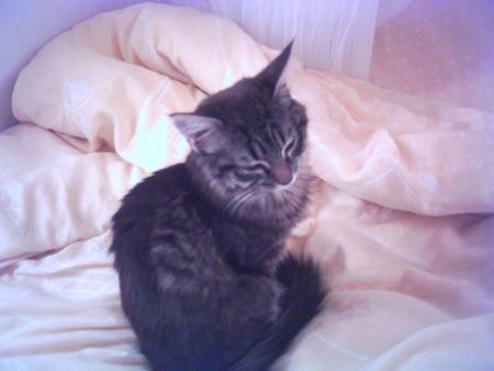 Mon tit chat sur mon lit !!!!