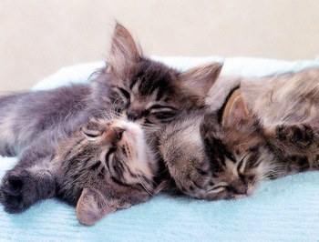 Trop craquant !!!